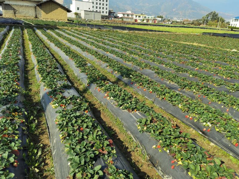 四川大凉山露天草莓新鲜现摘现发当季水果整箱包邮