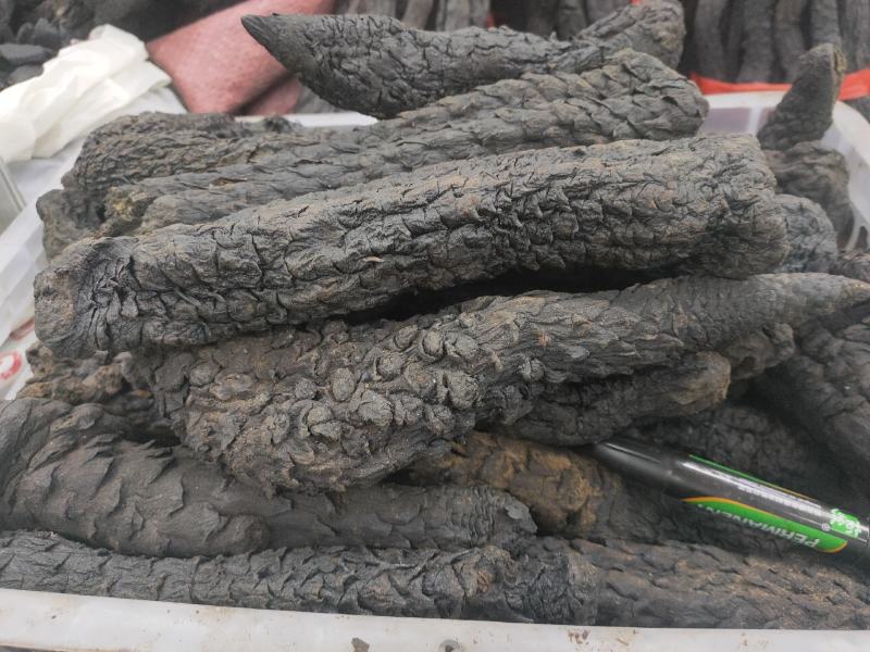 精品特级软质肉苁蓉内蒙野生肉苁蓉批发零售量大从优