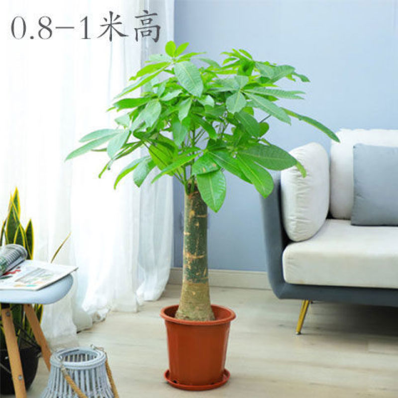 独干辫子发财树大棵盆栽室内大型植物90-1米63.36元