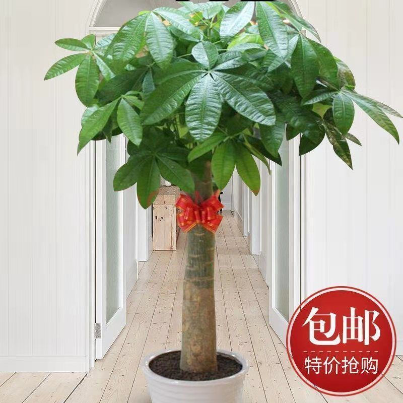 独干辫子发财树大棵盆栽室内大型植物90-1米63.36元
