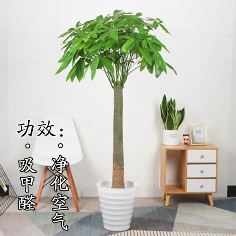 独干辫子发财树大棵盆栽室内大型植物90-1米63.36元