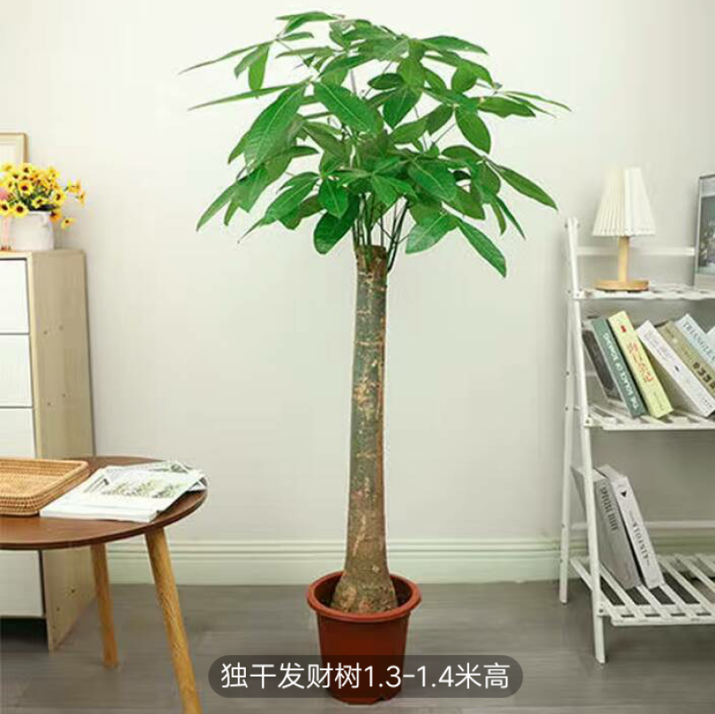 独干辫子发财树大棵盆栽室内大型植物90-1米63.36元