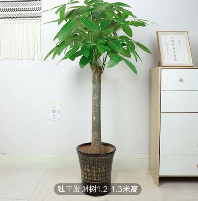 独干辫子发财树大棵盆栽室内大型植物90-1米63.36元