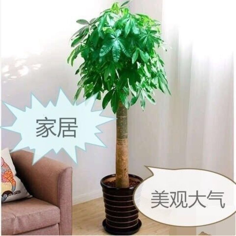 独干辫子发财树大棵盆栽室内大型植物90-1米63.36元
