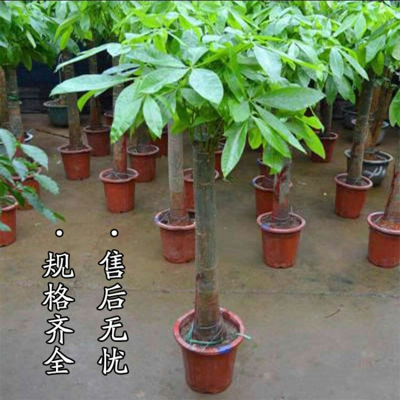 独干辫子发财树大棵盆栽室内大型植物90-1米63.36元