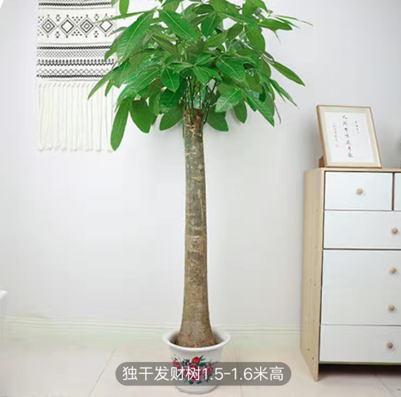独干辫子发财树大棵盆栽室内大型植物90-1米63.36元