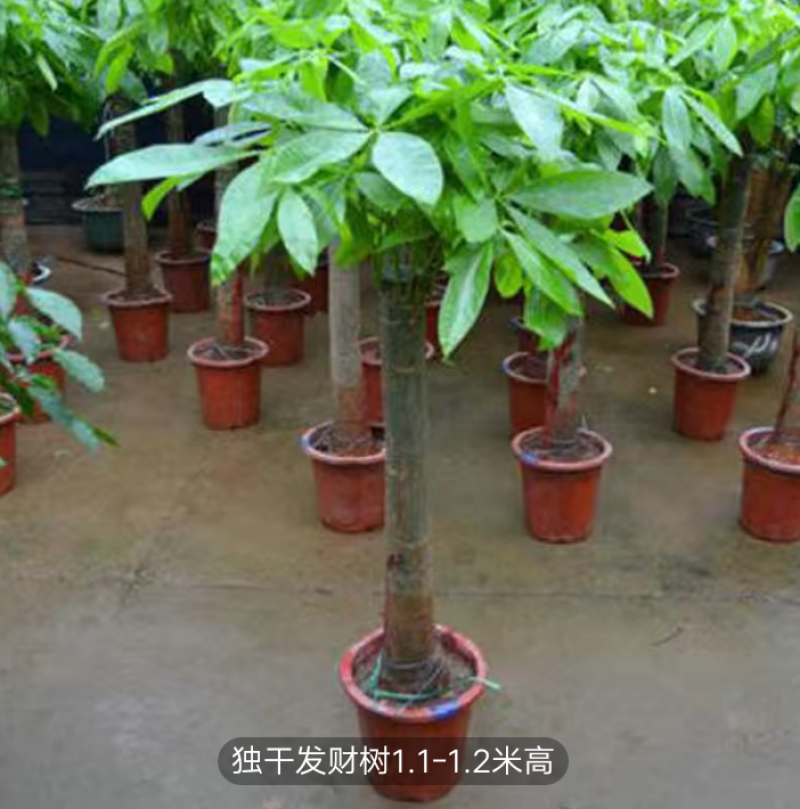 独干辫子发财树大棵盆栽室内大型植物90-1米63.36元