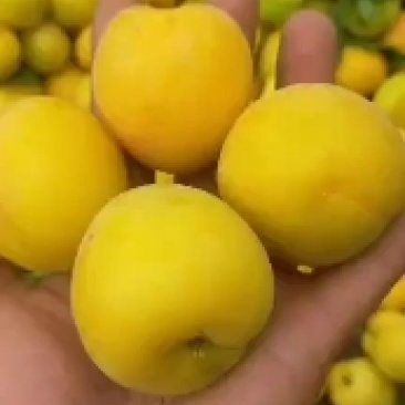 珍珠油杏树苗，杏梅，鲁丽苹果
