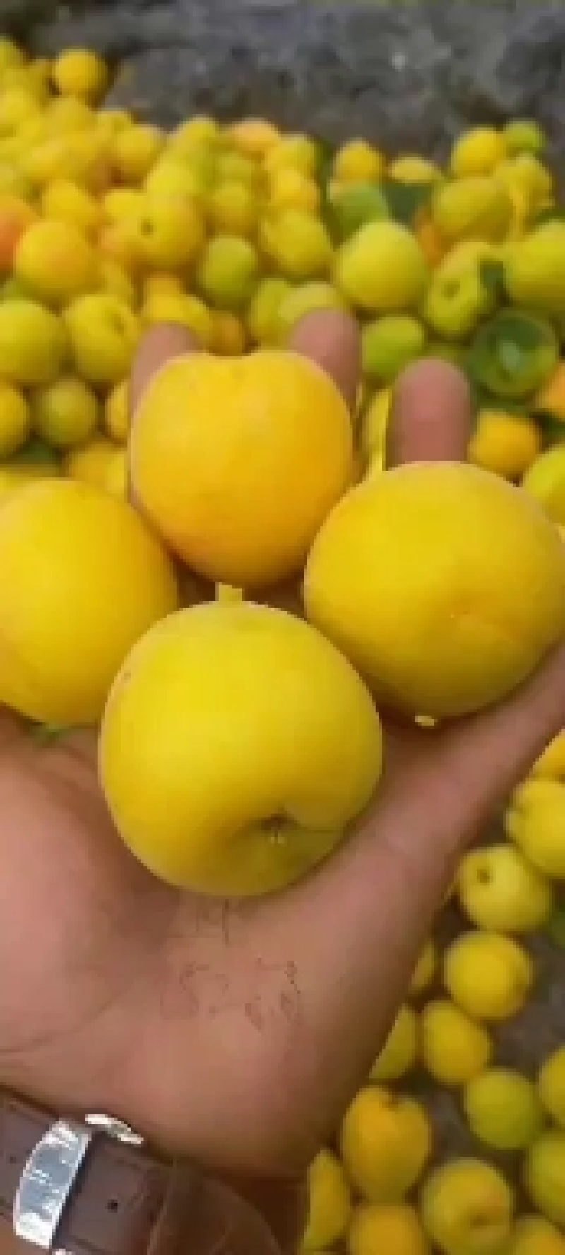 珍珠油杏树苗，杏梅，鲁丽苹果