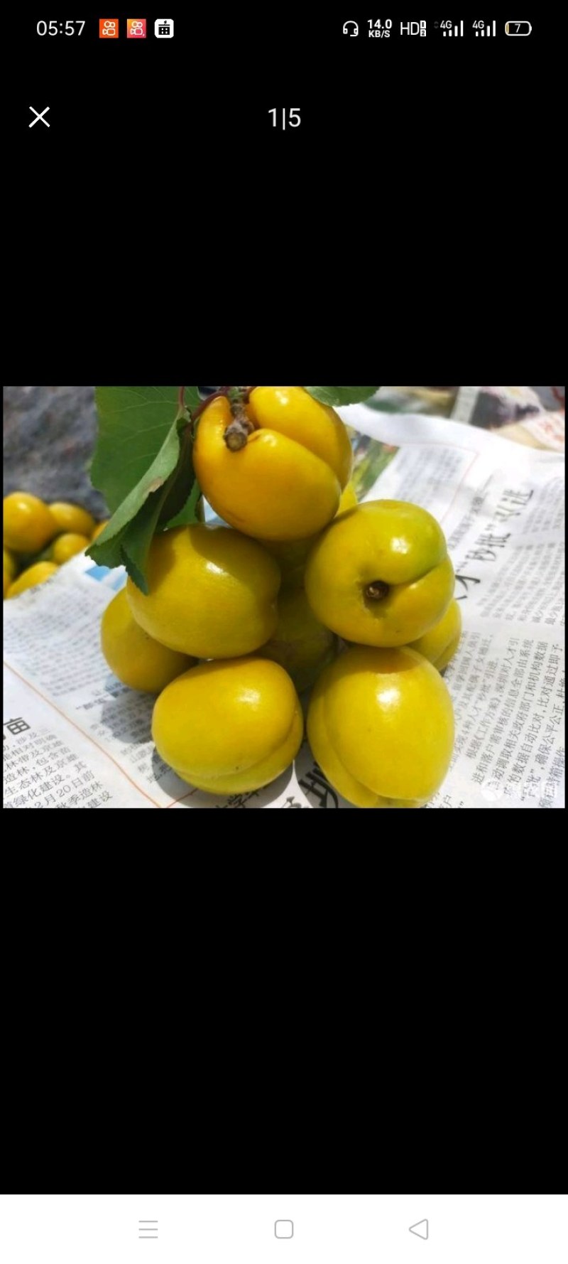 珍珠油杏树苗，杏梅，鲁丽苹果