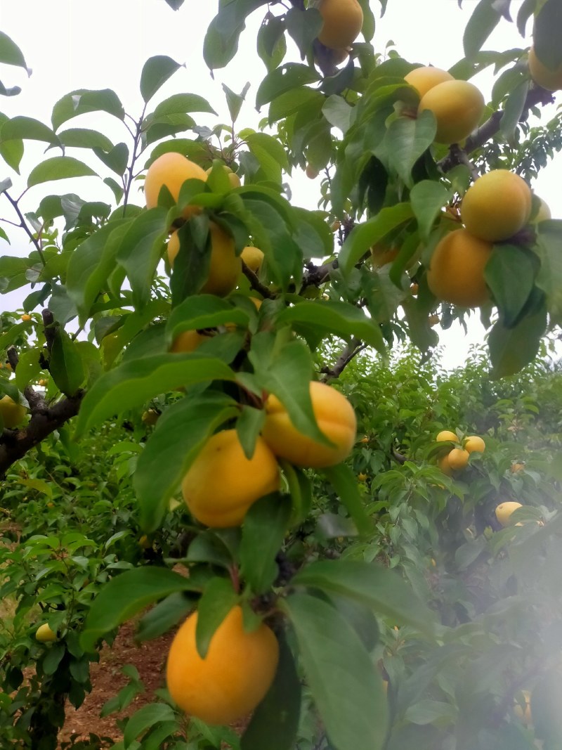 珍珠油杏树苗，杏梅，鲁丽苹果