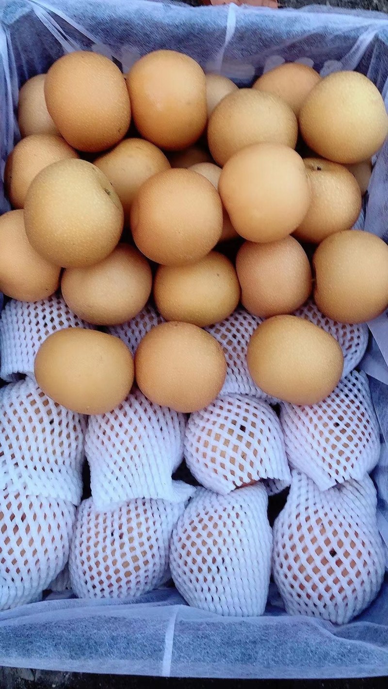 秋月梨，电商，价格便宜，质量好，货源充足！