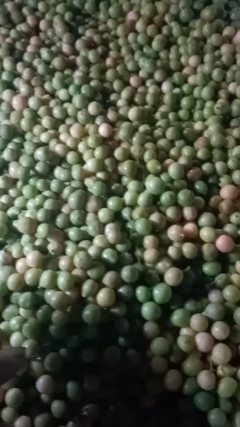 地苦胆又名青牛胆金果榄，自家种植，手工晾晒，质量有保证