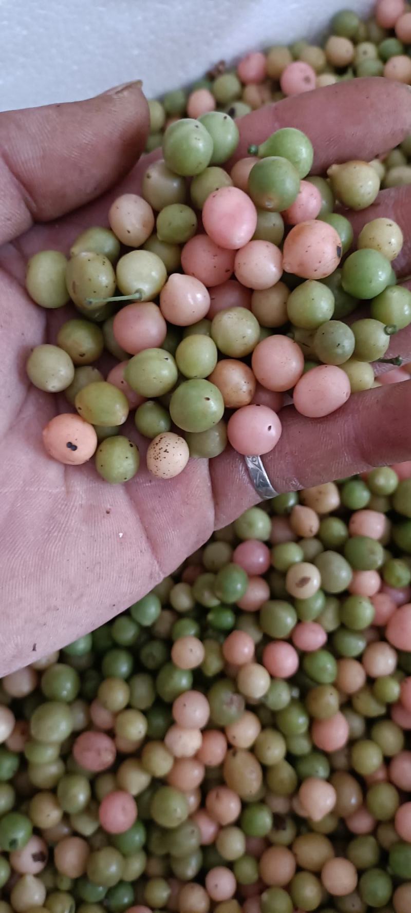 地苦胆又名青牛胆金果榄，自家种植，手工晾晒，质量有保证