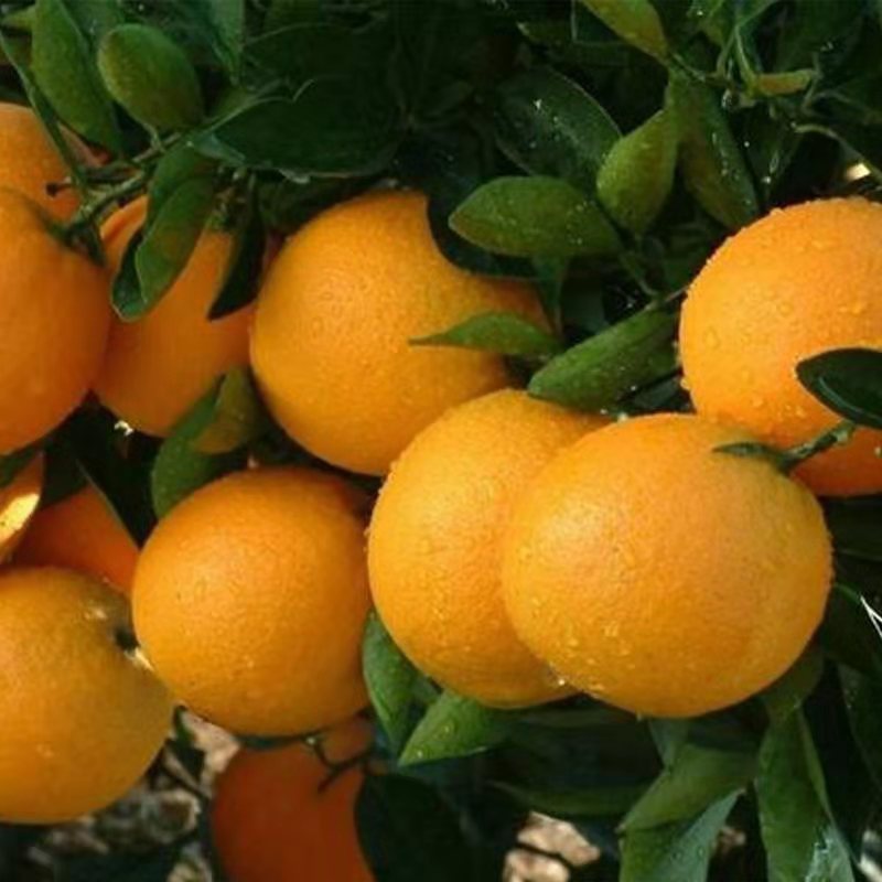 湖南麻阳冰糖橙香甜脐橙当季新鲜水果橙子手剥橙整箱包邮