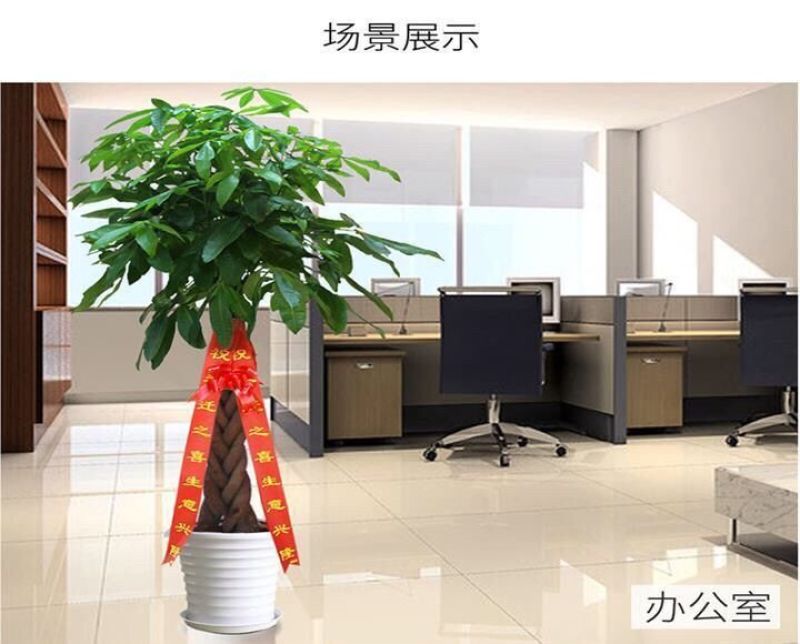 独干辫子发财树大棵盆栽室内大型植物客厅摇钱树办公室招财树