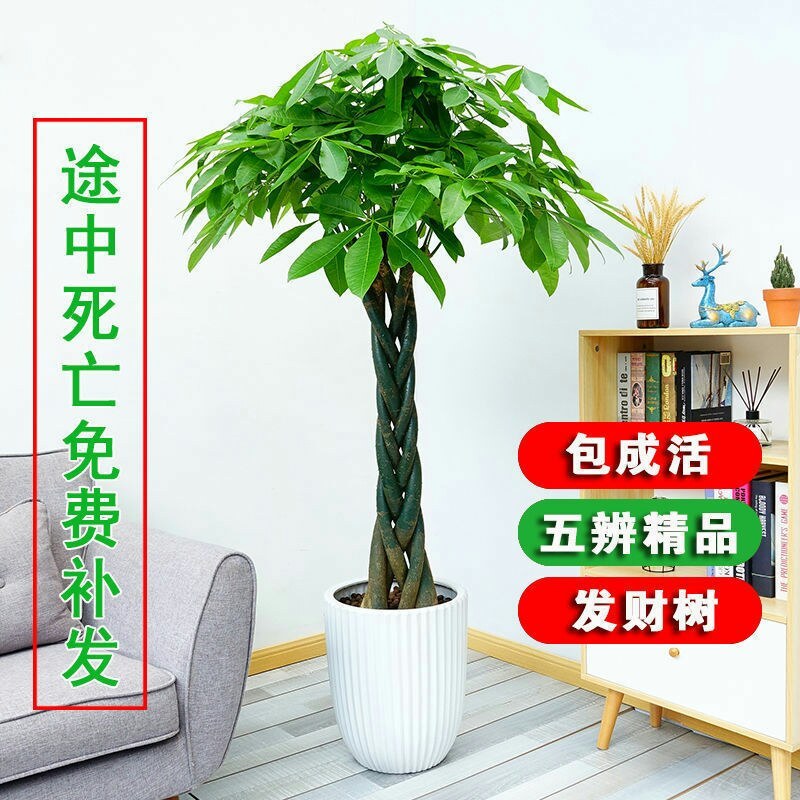 独干辫子发财树大棵盆栽室内大型植物客厅摇钱树办公室招财树