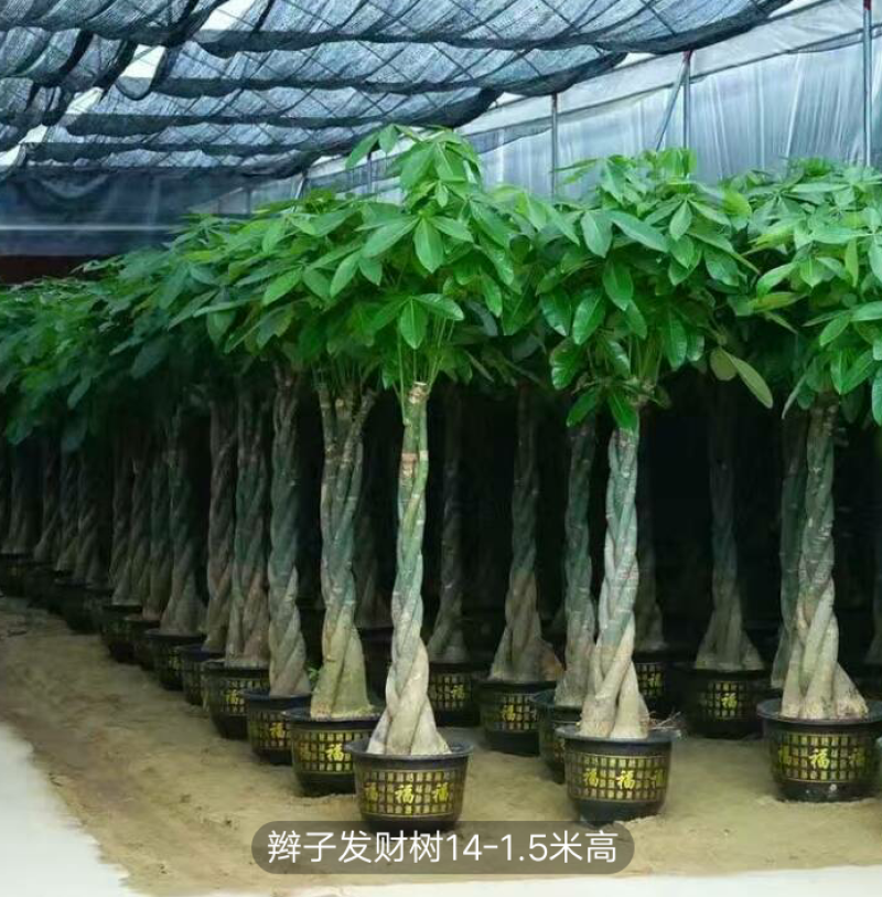 独干辫子发财树大棵盆栽室内大型植物客厅摇钱树办公室招财树