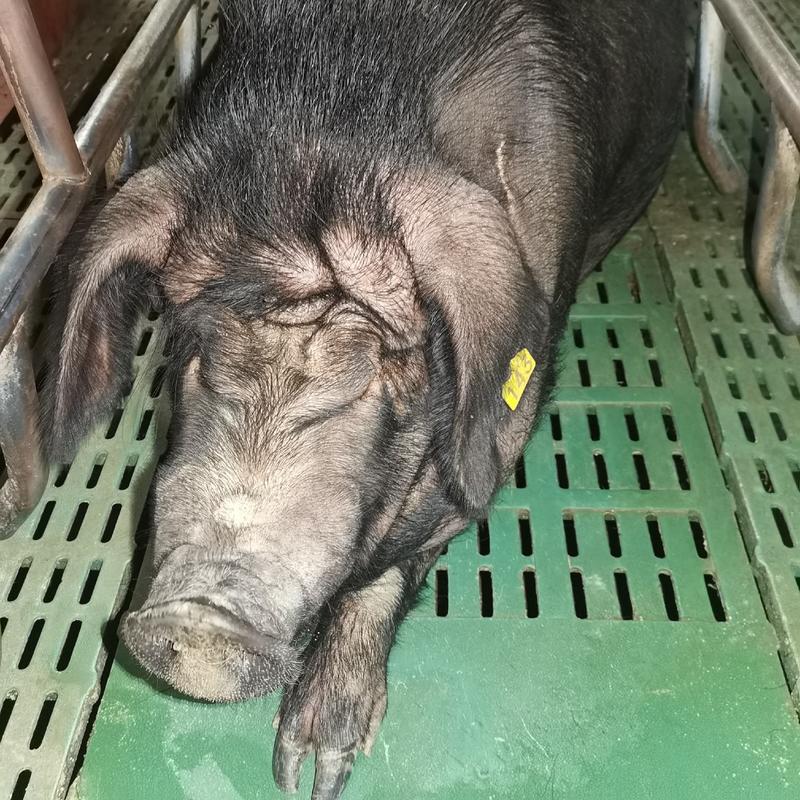 乌金猪种源、商品乌金猪、乌金猪系列产品