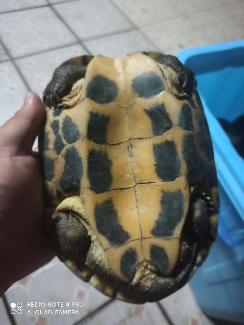 1.8至2.2斤老石龟
