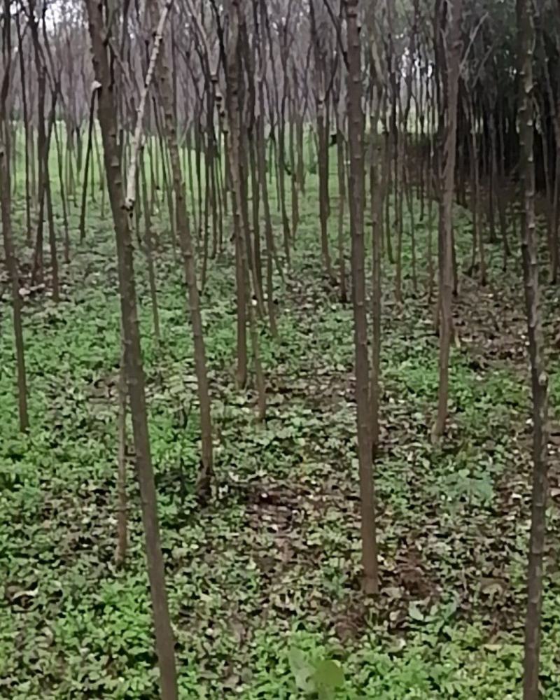 丝棉木