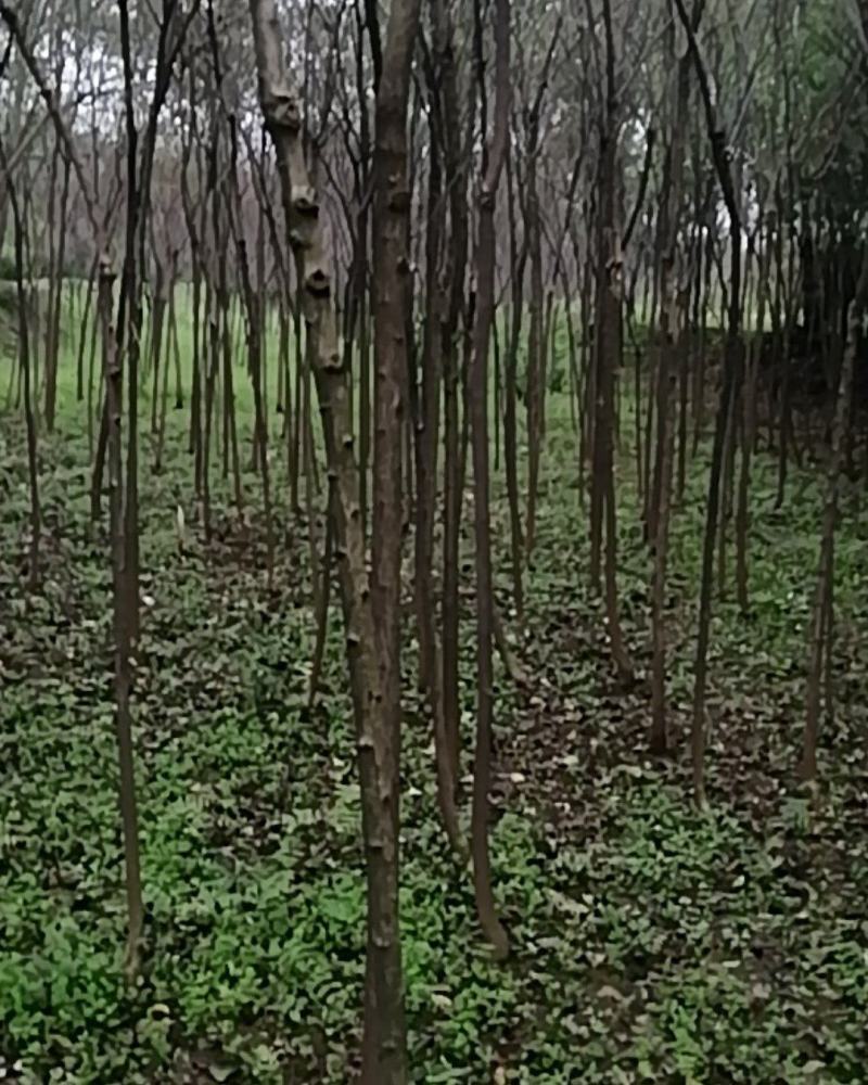 丝棉木