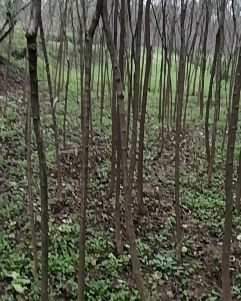 丝棉木
