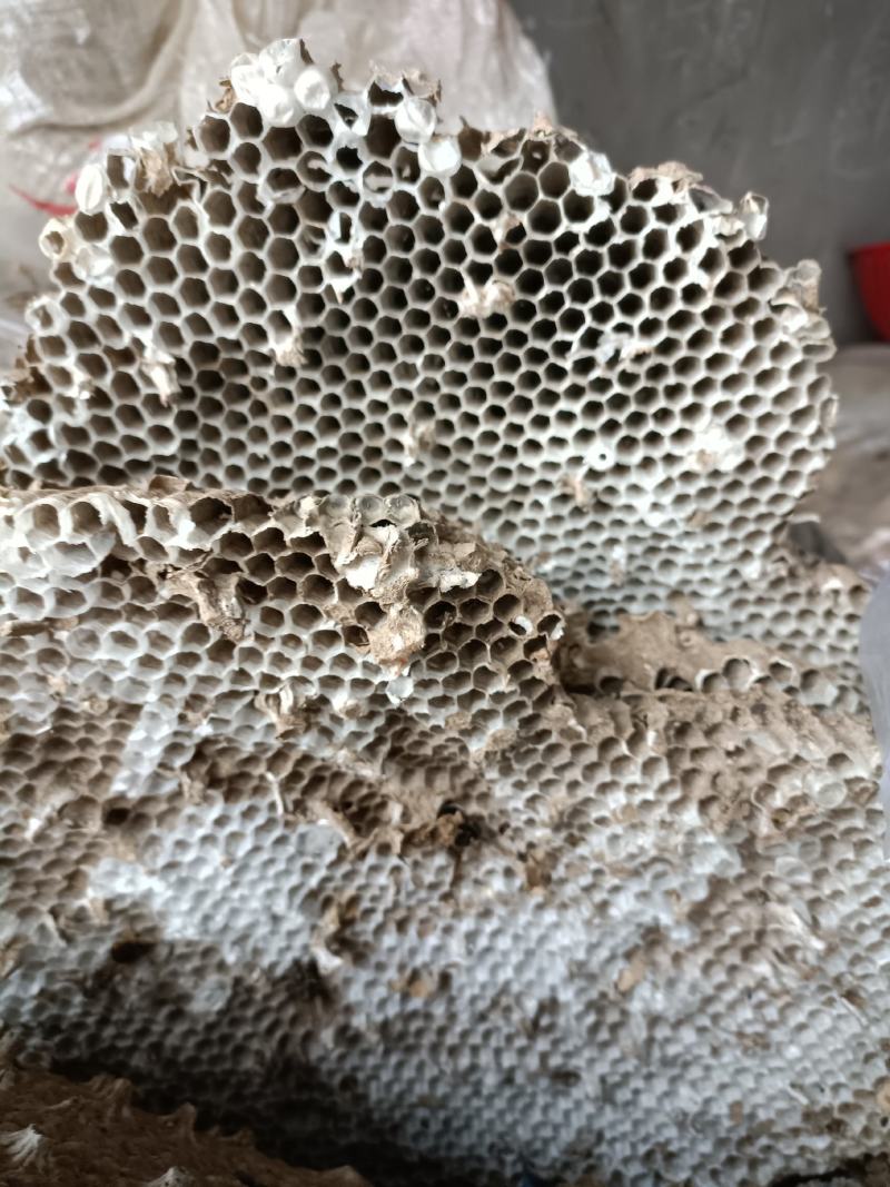 大峰(窝)又称人头蜂窝深山釆摘3斤起批入药产地直发
