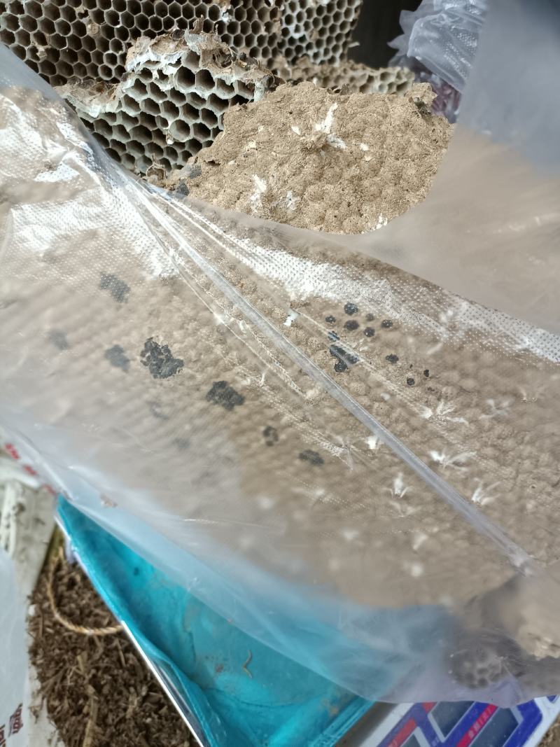 大峰(窝)又称人头蜂窝深山釆摘3斤起批入药产地直发