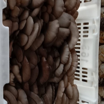 食用菌/食用菌鲜货/小黑平/平菇
