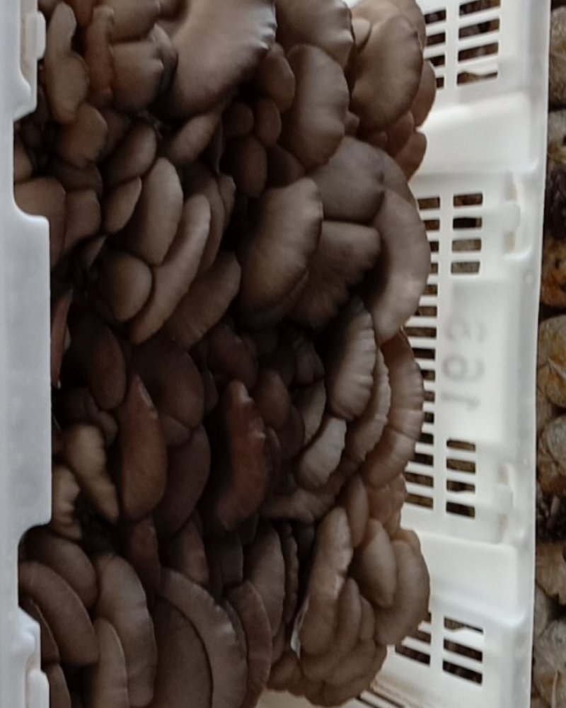 食用菌/食用菌鲜货/小黑平/平菇