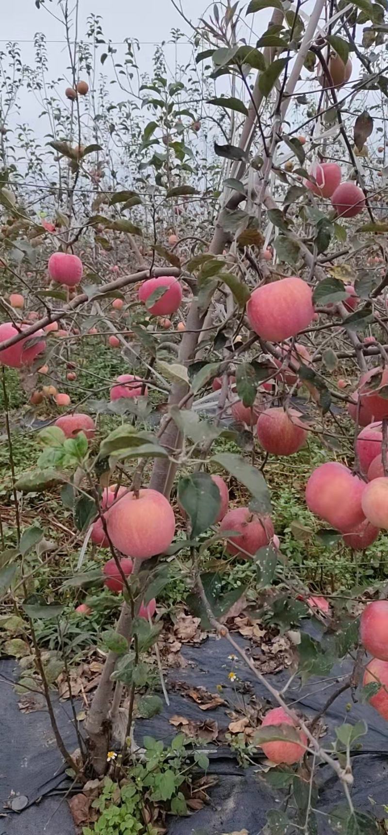 苹果大凉山红富士苹果量大从优基地供应