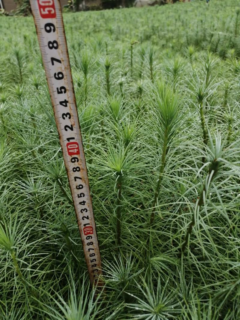 精品华山松速生苗木华山松苗松树苗一手货源绿化还林树苗