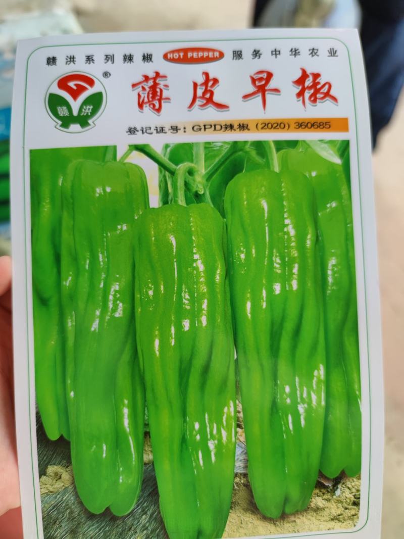 薄皮早椒辣椒种子