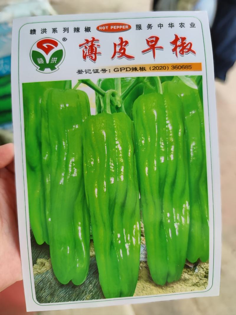 薄皮早椒辣椒种子