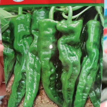 鲜香皱皱辣辣椒种子，