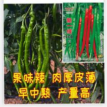 薄皮线椒种子长势强，耐湿热，耐低温，高产，适合南北露地