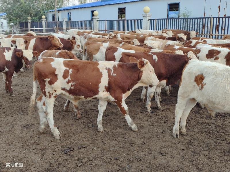西门塔尔牛肉牛犊牛苗牛仔育肥牛犊包技术包成活货到付款