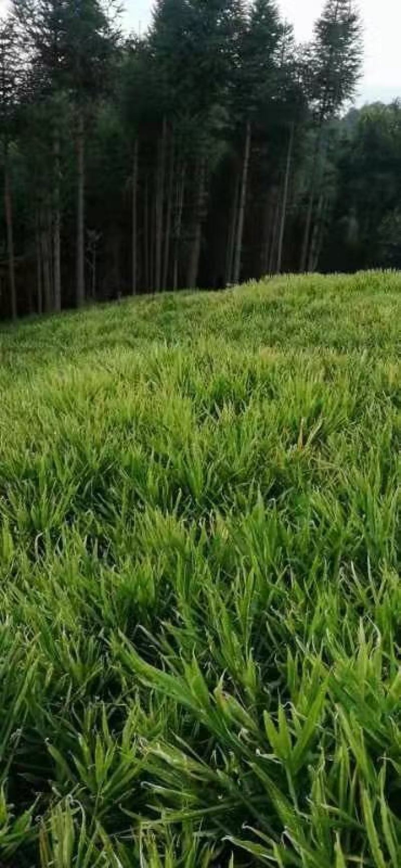 云南红河高原红土优质中黄姜