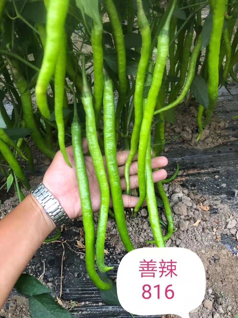 早中熟干鲜两用线椒种籽40㎝粗1.4㎝辣味香浓抗病