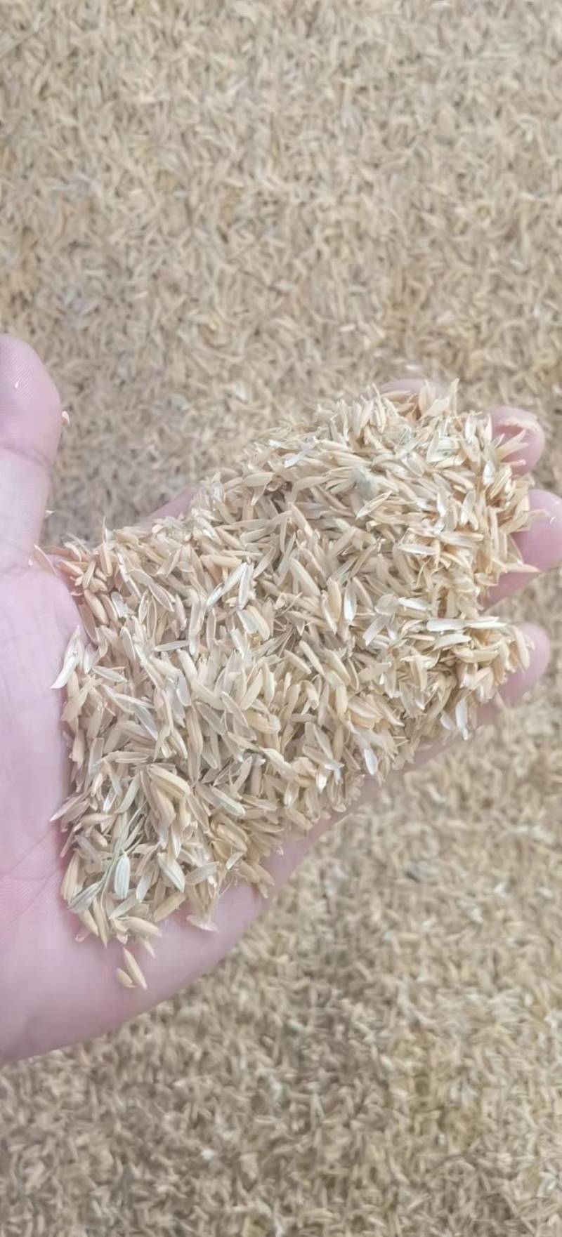 大量稻壳，酒厂专用，饲料厂专用