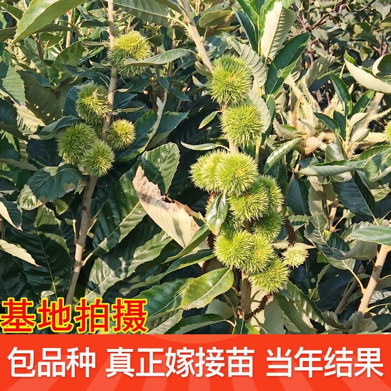 板栗树苗嫁接大红袍板栗树苗当年结果盆栽地载南北方