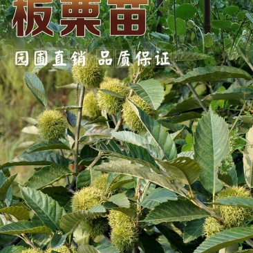 板栗树苗嫁接大红袍板栗树苗当年结果盆栽地载南北方