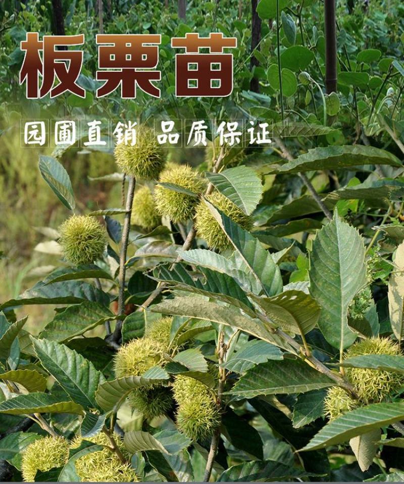 板栗树苗嫁接大红袍板栗树苗当年结果盆栽地载南北方