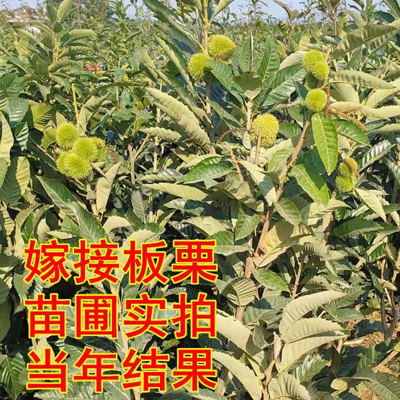 板栗树苗嫁接大红袍板栗树苗当年结果盆栽地载南北方