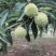 板栗树苗嫁接大红袍板栗树苗当年结果盆栽地载南北方
