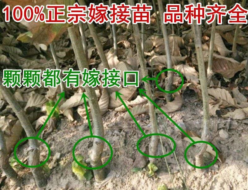 板栗树苗嫁接大红袍板栗树苗当年结果盆栽地载南北方