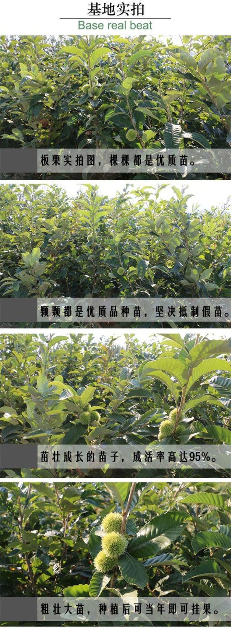 板栗树苗嫁接大红袍板栗树苗当年结果盆栽地载南北方