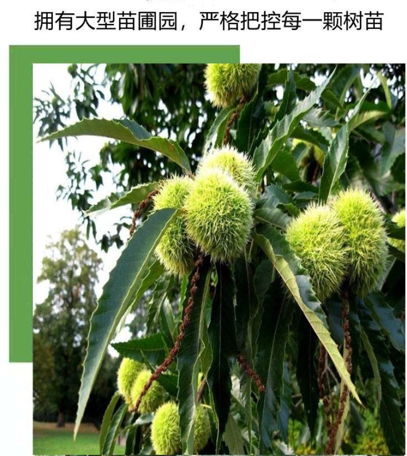 板栗树苗嫁接大红袍板栗树苗当年结果盆栽地载南北方