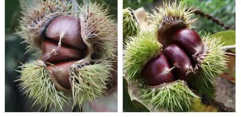 板栗树苗嫁接大红袍板栗树苗当年结果盆栽地载南北方